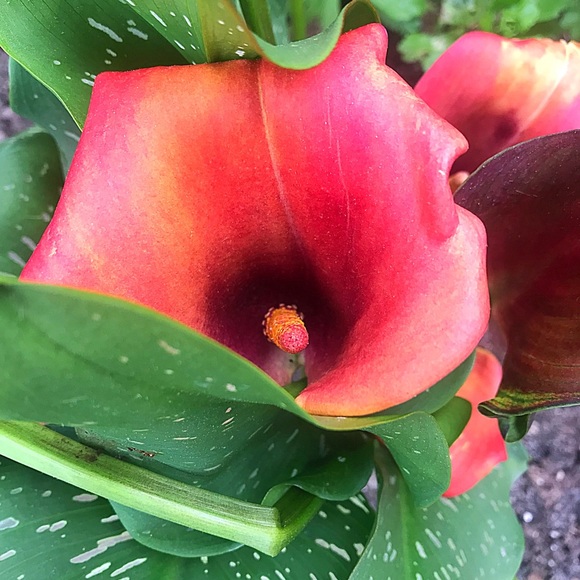 Meet your Posher, Hailey - Picture 4 of 8